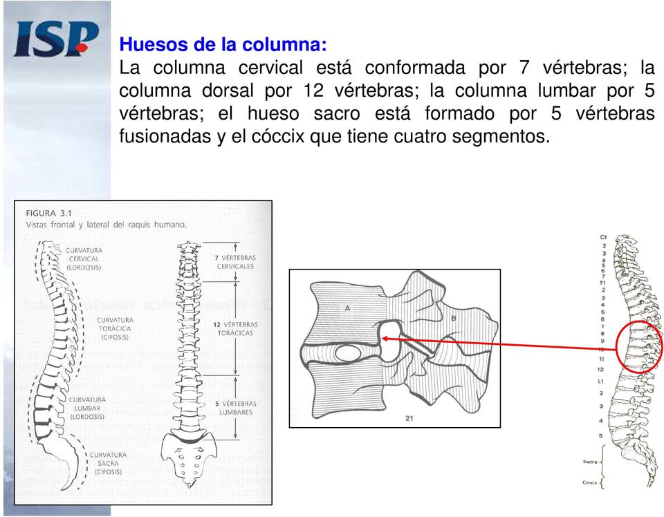 columna lumbar por 5 vértebras; el hueso sacro está formado
