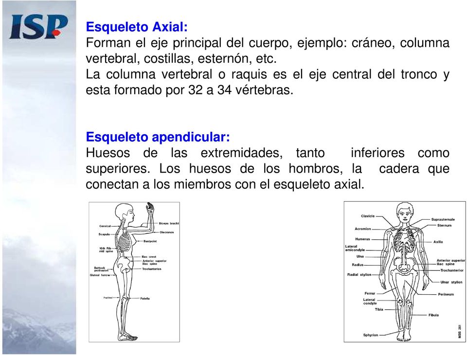 La columna vertebral o raquis es el eje central del tronco y esta formado por 32 a 34 vértebras.