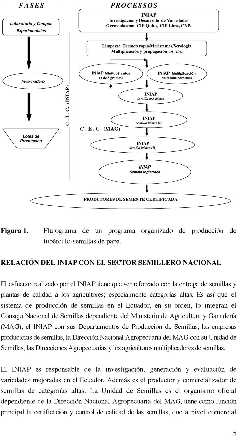 Multiplicación de Minitubérculos PRODUTORES DE SEMENTE CERTIFICADA Figura 1. Flujograma de un programa organizado de producción de tubérculo-semillas de papa.