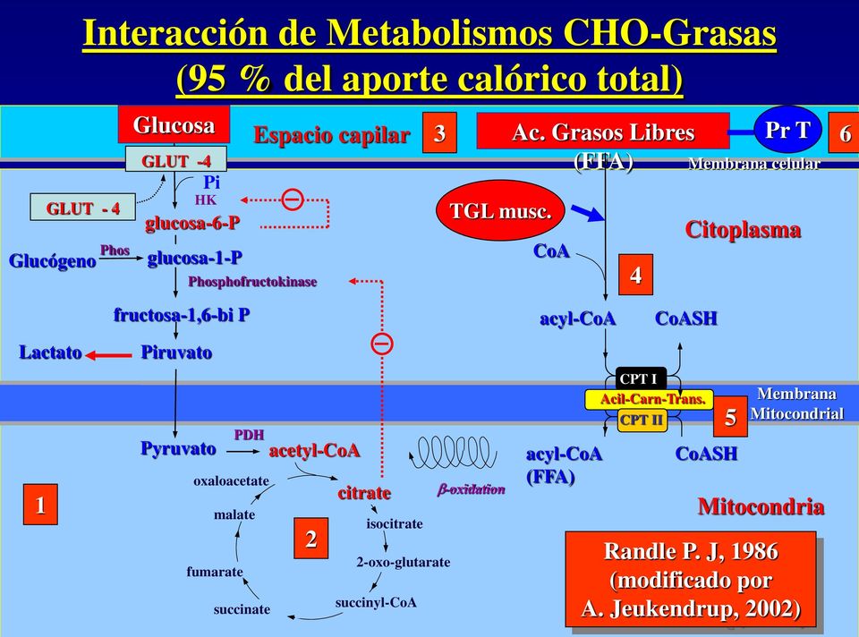 Grasos Libres (FFA) CoA 4 Pr T Membrana celular Citoplasma 6 Lactato 1 fructosa-1,6-bi P Piruvato Pyruvato PDH oxaloacetate malate fumarate