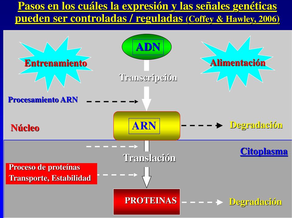 Alimentación Transcripción Procesamiento ARN Núcleo Proceso de proteínas