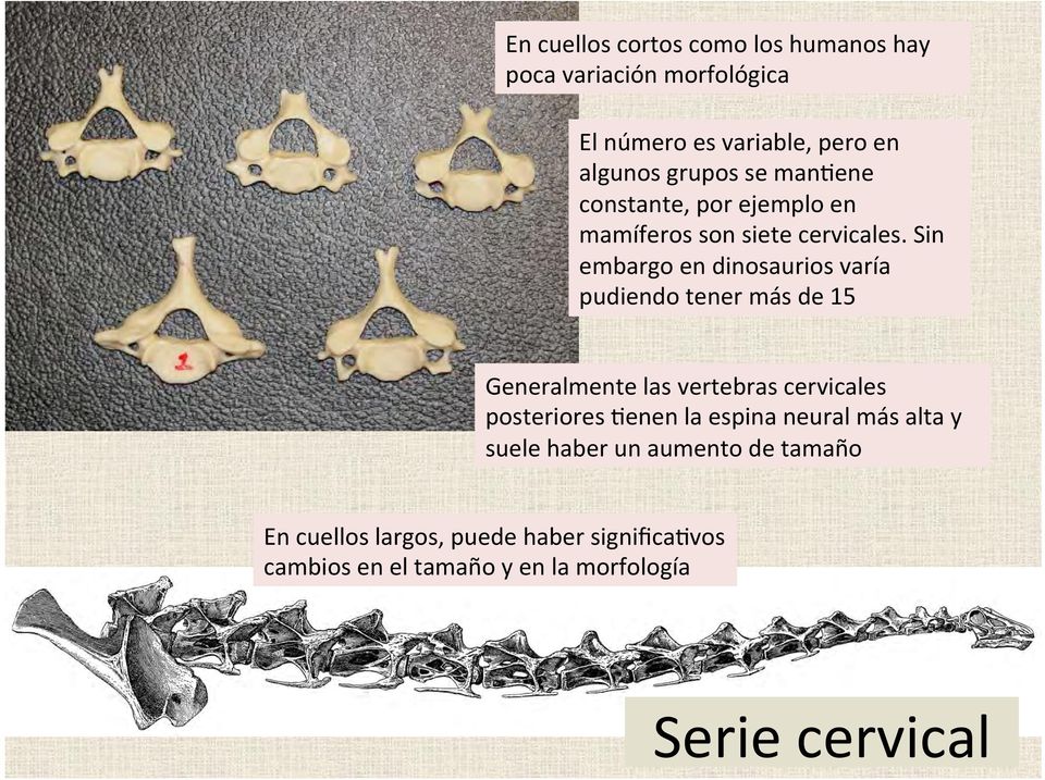 Sin embargo en dinosaurios varía pudiendo tener más de 15 Generalmente las vertebras cervicales posteriores :enen