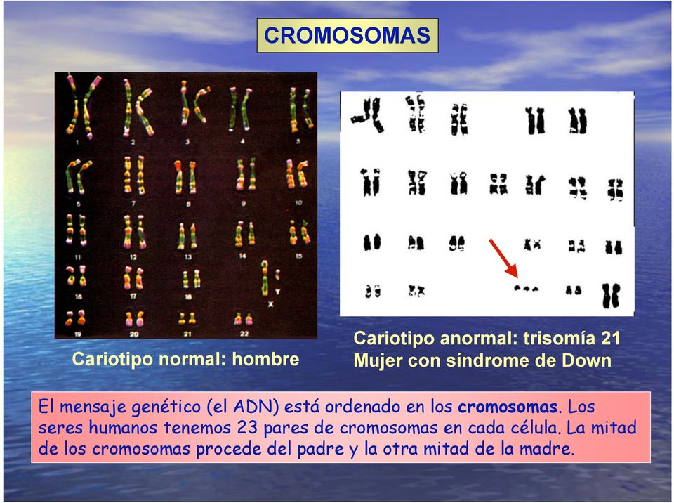 cromosomas.