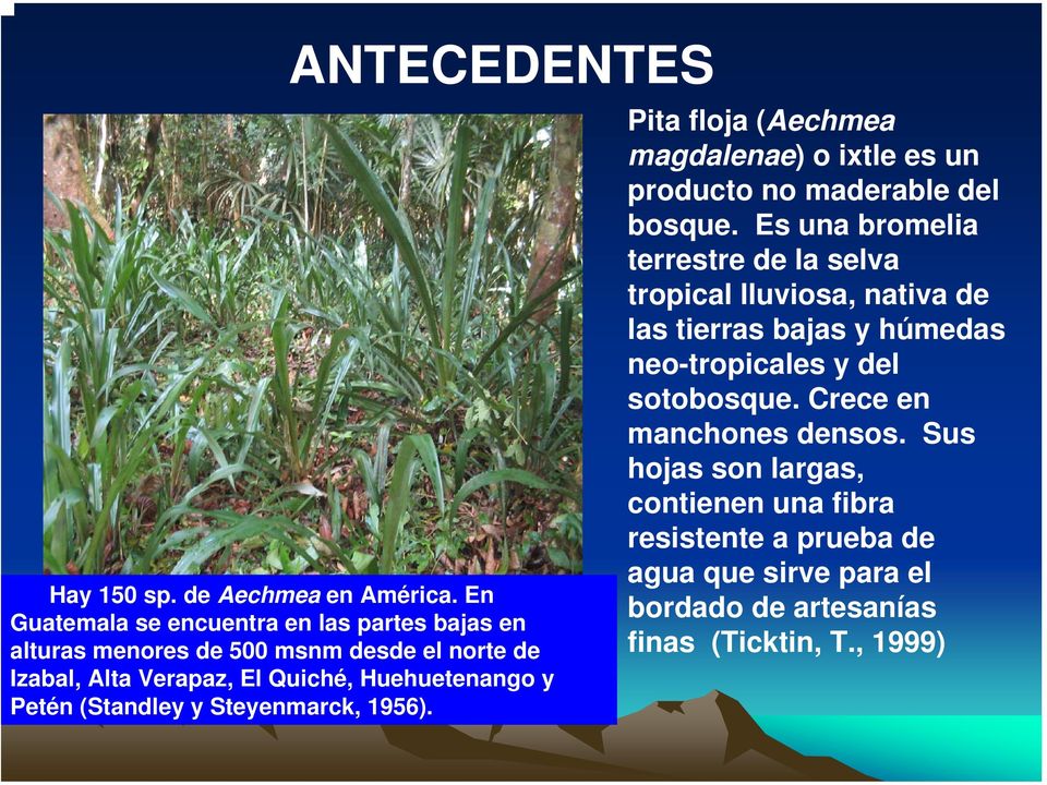 (Standley y Steyenmarck, 1956). Pita floja (Aechmea magdalenae) o ixtle es un producto no maderable del bosque.