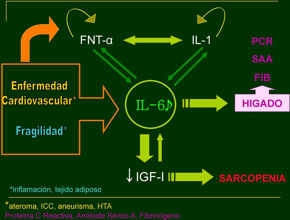 FNT-α IL-1 PCR SAA FIB IL-6 HIGADO