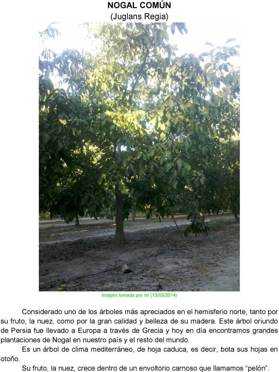 Este árbol oriundo de Persia fue llevado a Europa a través de Grecia y hoy en día encontramos grandes plantaciones de Nogal en