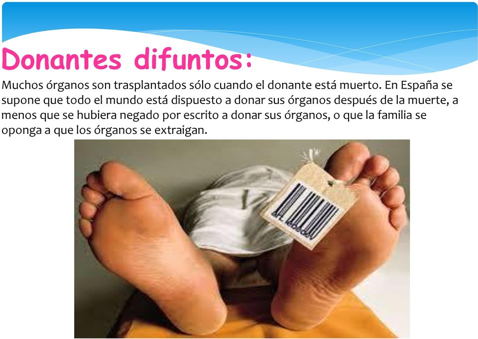 En España se supone que todo el mundo está dispuesto a donar sus órganos