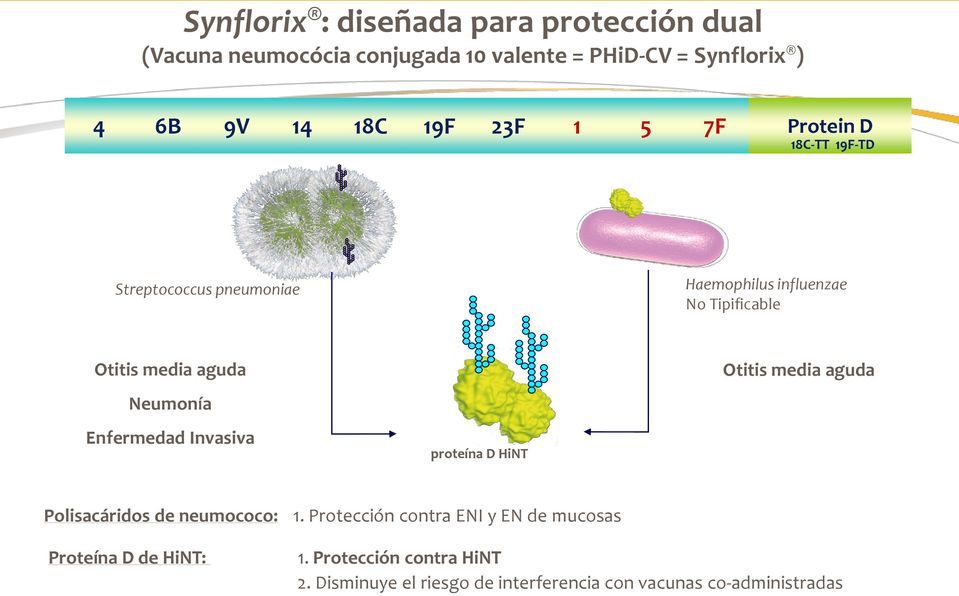 Neumonía Enfermedad Invasiva proteína D HiNT Otitis media aguda Polisacáridos de neumococo: 1.