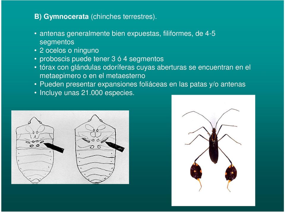 proboscis puede tener 3 ó 4 segmentos tórax con glándulas odoríferas cuyas aberturas se