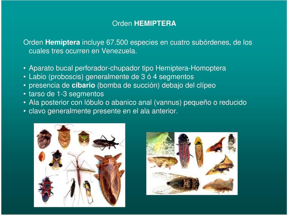 Aparato bucal perforador-chupador tipo Hemiptera-Homoptera Labio (proboscis) generalmente de 3 ó 4