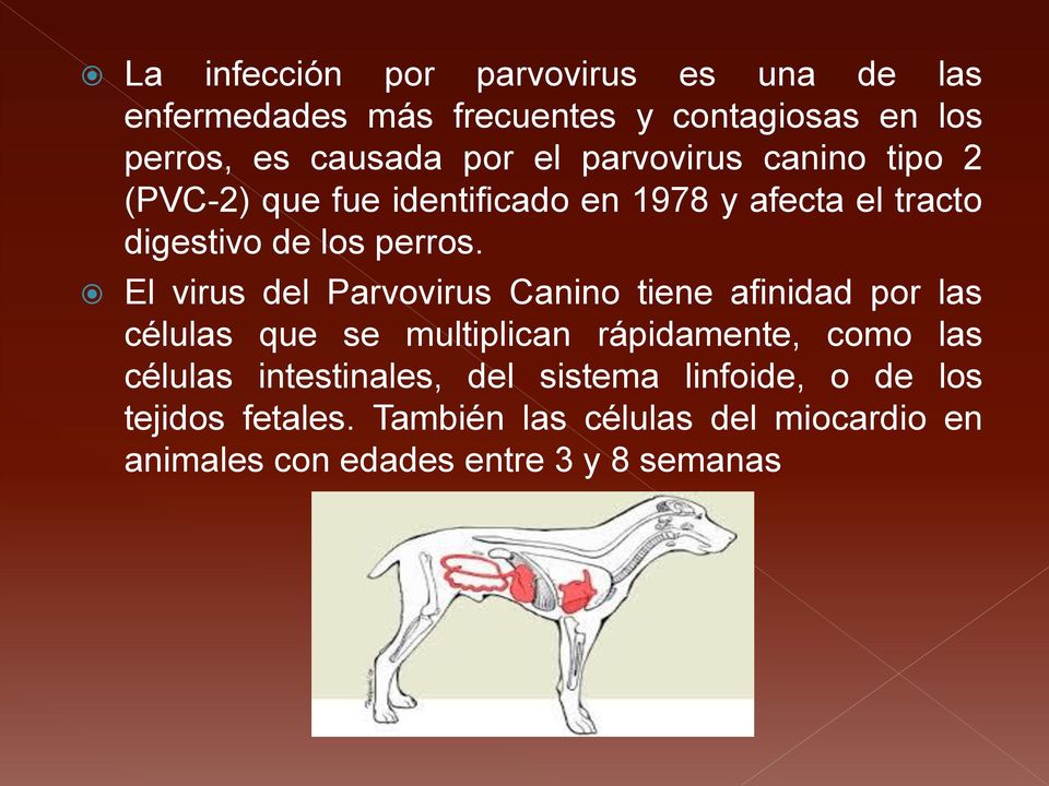 El virus del Parvovirus Canino tiene afinidad por las células que se multiplican rápidamente, como las células