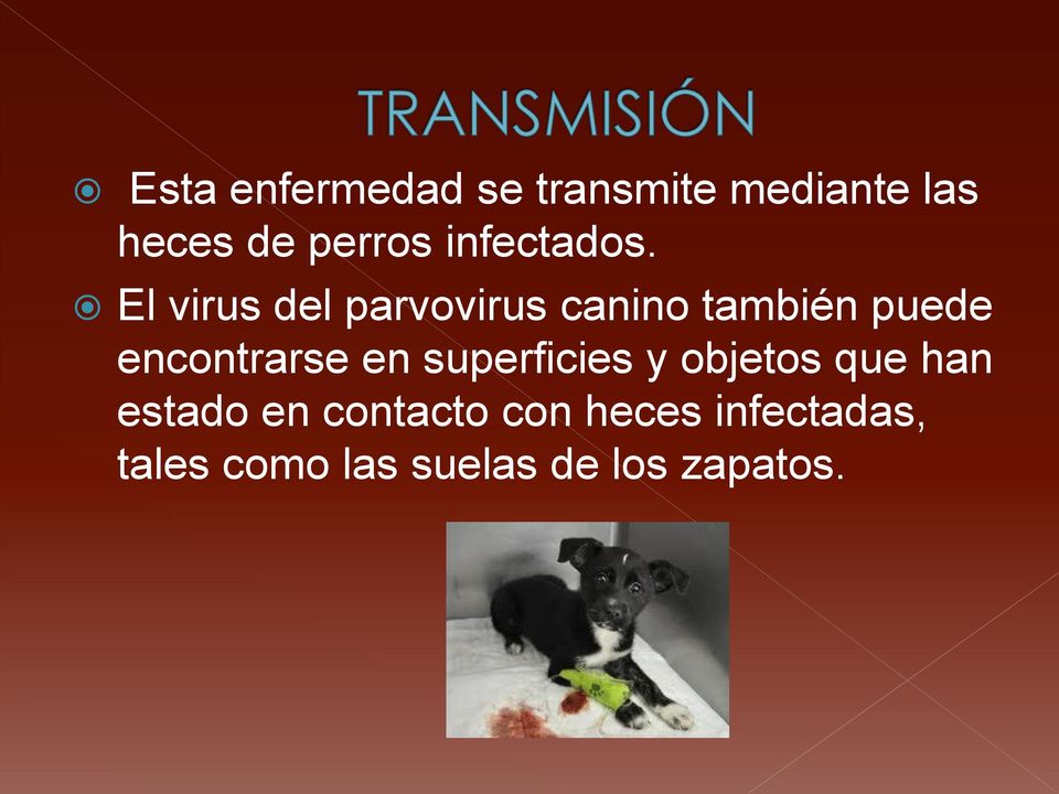 El virus del parvovirus canino también puede encontrarse en