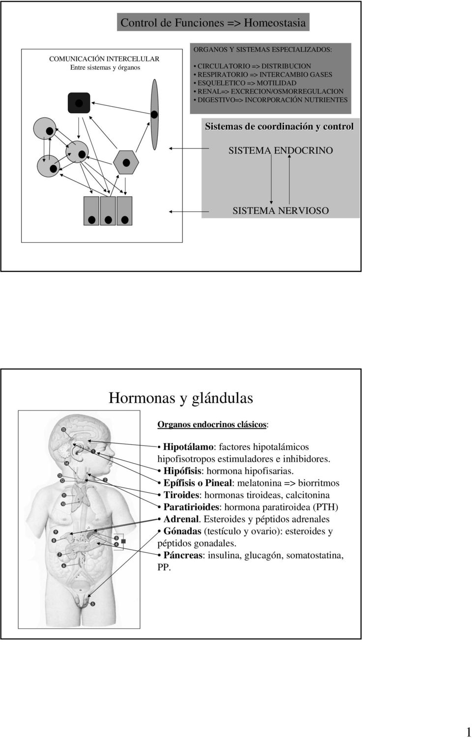 clásicos: Hipotálamo: factores hipotalámicos hipofisotropos estimuladores e inhibidores. Hipófisis: hormona hipofisarias.