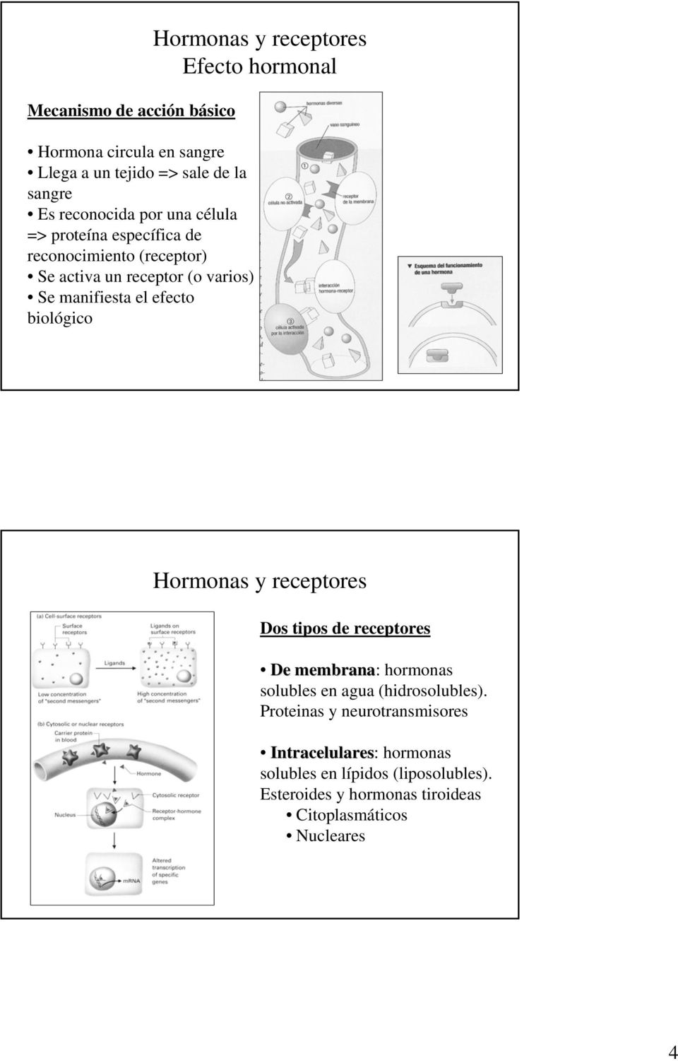 Efecto hormonal Hormonas y receptores Dos tipos de receptores De membrana: hormonas solubles en agua (hidrosolubles).