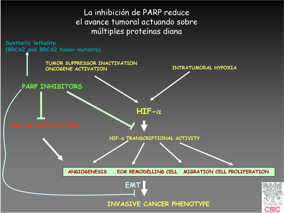 SUPPRESSOR INACTIVATION ONCOGENE ACTIVATION INTRATUMORAL HYPOXIA PARP INHIBITORS HIF-α NF-KB