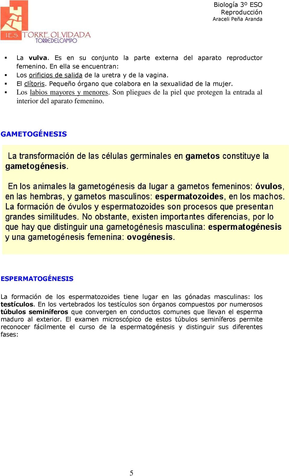 GAMETOGÉNESIS ESPERMATOGÉNESIS La formación de los espermatozoides tiene lugar en las gónadas masculinas: los testículos.