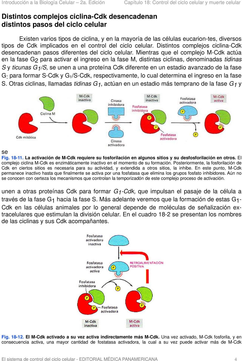 Mientras que el complejo M-Cdk actúa en la fase G2 para activar el ingreso en la fase M, distintas ciclinas, denominadas tidinas S y ticunas G1/S, se unen a una proteína Cdk diferente en un estadio