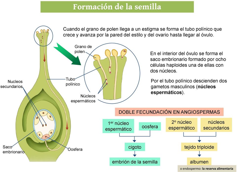 Nucleos secundarios Tubo polínico Grano de polen Núcleos espermáticos En el interior del óvulo se forma el saco embrionario formado por ocho células haploides una de