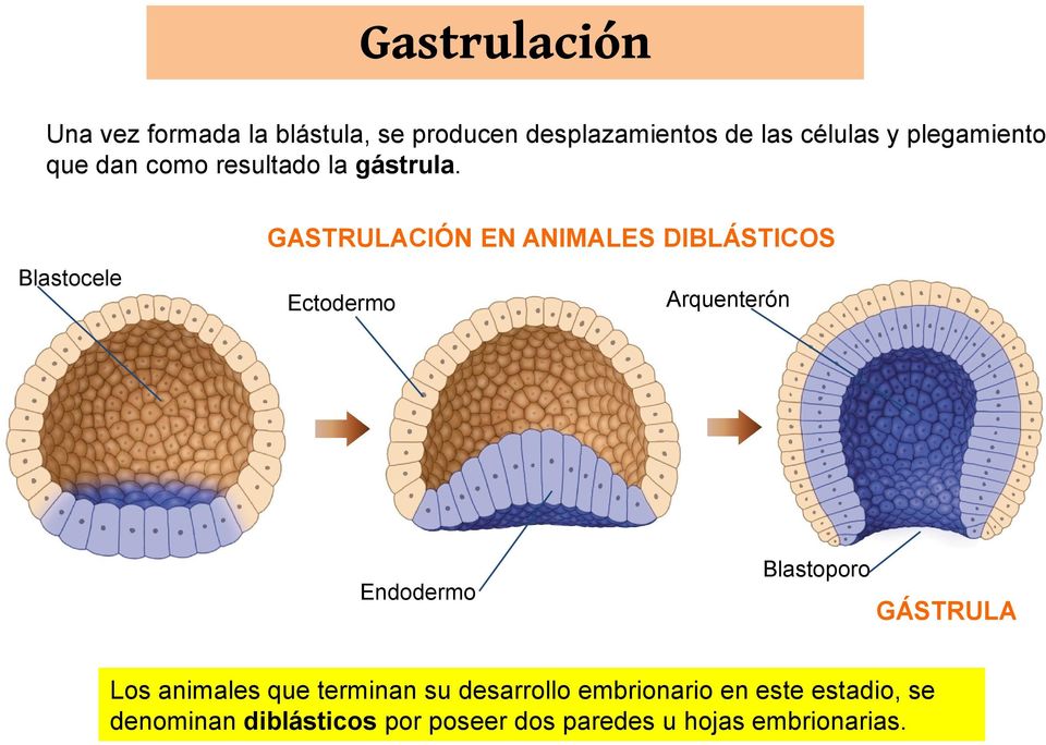 Blastocele GASTRULACIÓN EN ANIMALES DIBLÁSTICOS Ectodermo Arquenterón Endodermo Blastoporo