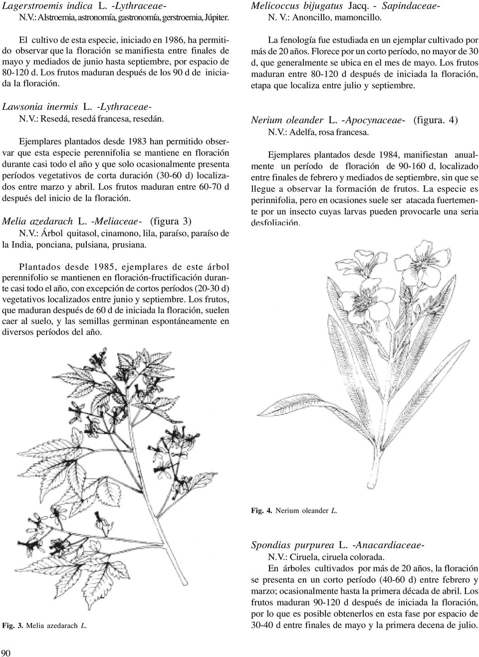 Los frutos maduran después de los 90 d de iniciada la floración. Lawsonia inermis L. -Lythraceae- N.V.: Resedá, resedá francesa, resedán.