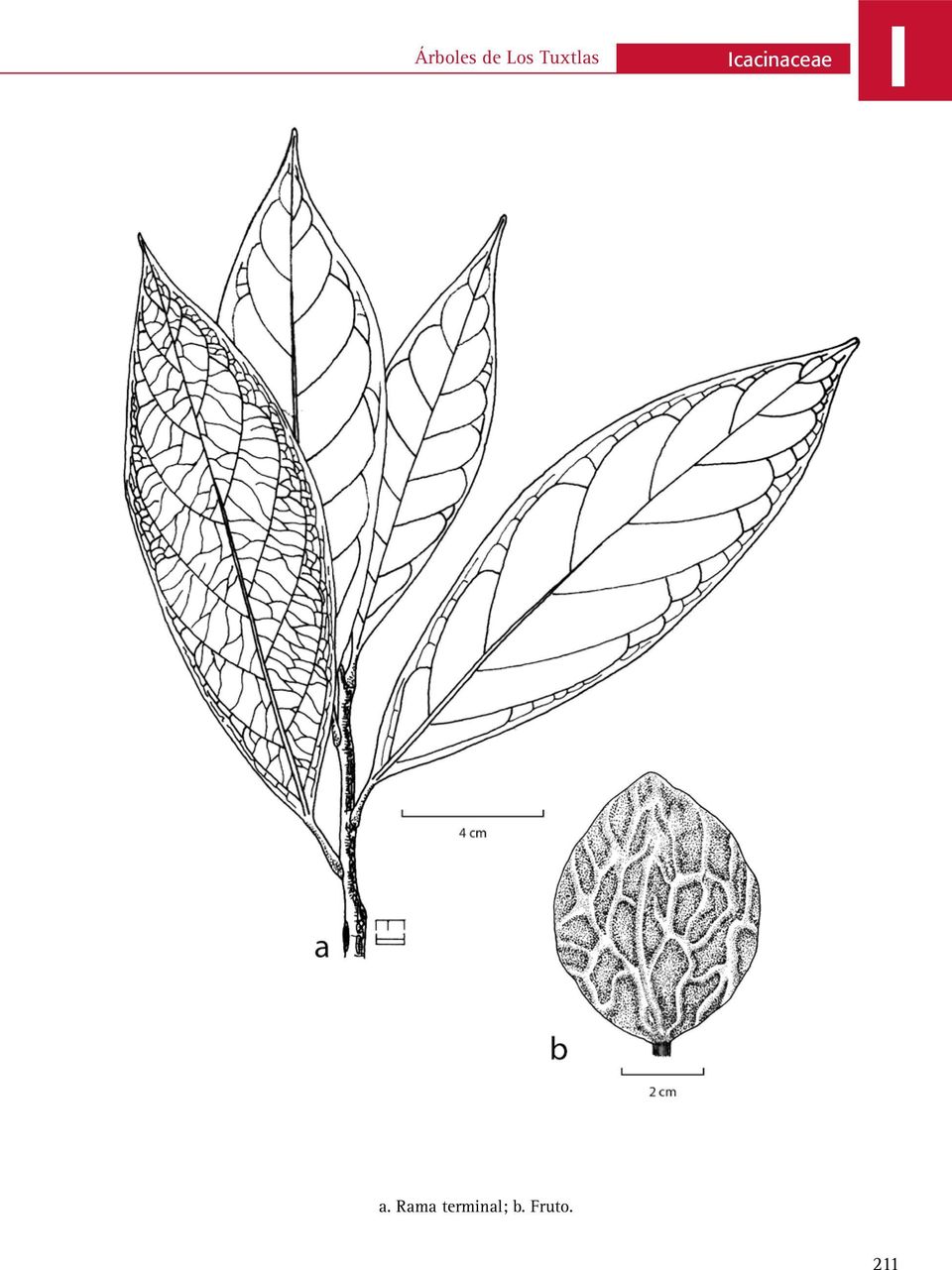 Icacinaceae I a.