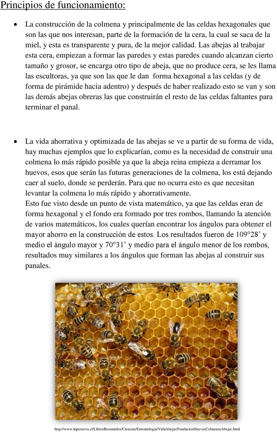 Las abejas al trabajar esta cera, empiezan a formar las paredes y estas paredes cuando alcanzan cierto tamaño y grosor, se encarga otro tipo de abeja, que no produce cera, se les llama las