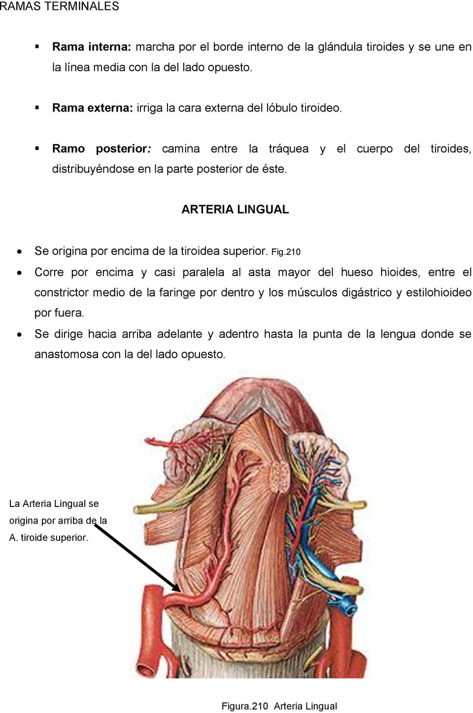 ARTERIA LINGUAL Se origina por encima de la tiroidea superior. Fig.