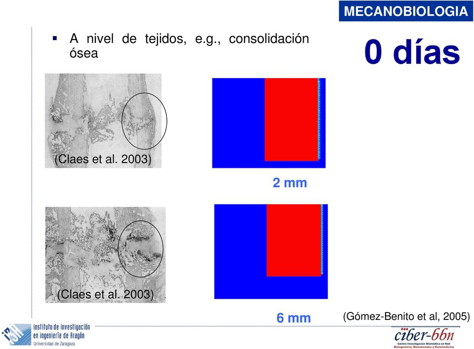 , consolidación ósea (Claes et al.
