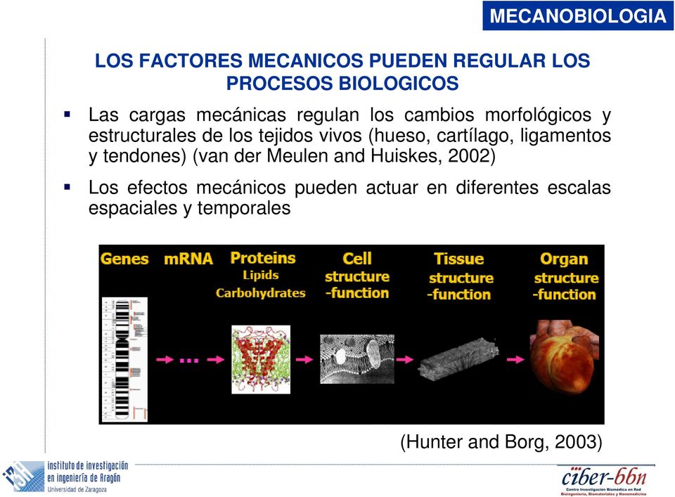 cartílago, ligamentos y tendones) (van der Meulen and Huiskes, 2002) Los efectos