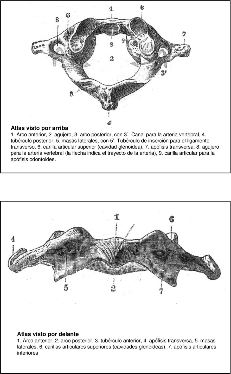 agujero para la arteria vertebral (la flecha indica el trayecto de la arteria), 9. carilla articular para la apófisis odontoides. Atlas visto por delante 1.