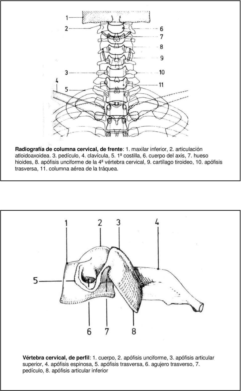 apófisis trasversa, 11. columna aérea de la tráquea. Vértebra cervical, de perfil: 1. cuerpo, 2. apófisis unciforme, 3.
