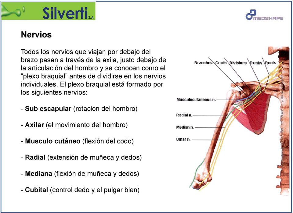 El plexo braquial está formado por los siguientes nervios: - Sub escapular (rotación del hombro) - Axilar (el movimiento del