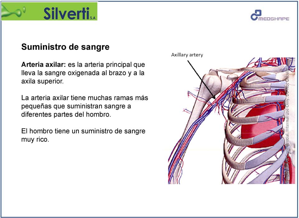La arteria axilar tiene muchas ramas más pequeñas que suministran