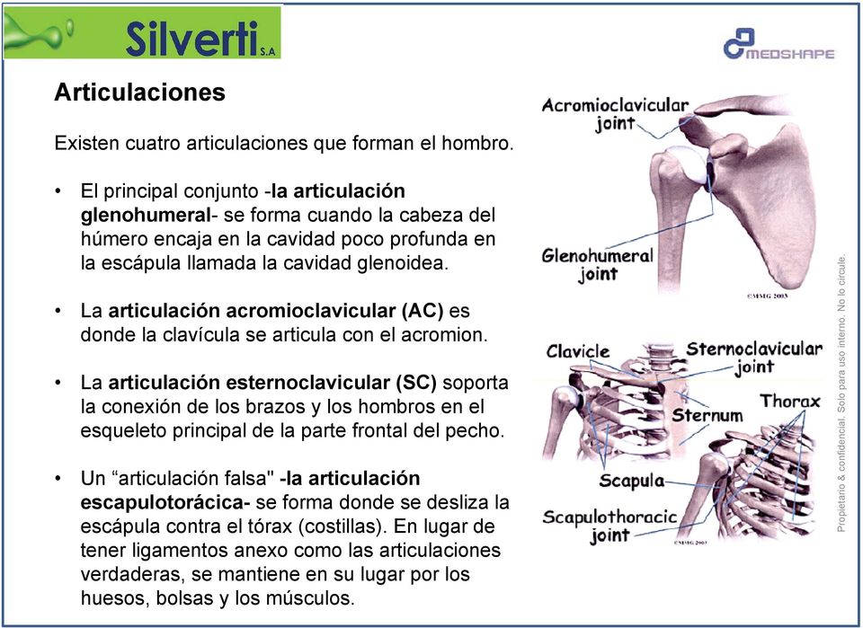 La articulación acromioclavicular (AC) es donde la clavícula se articula con el acromion.