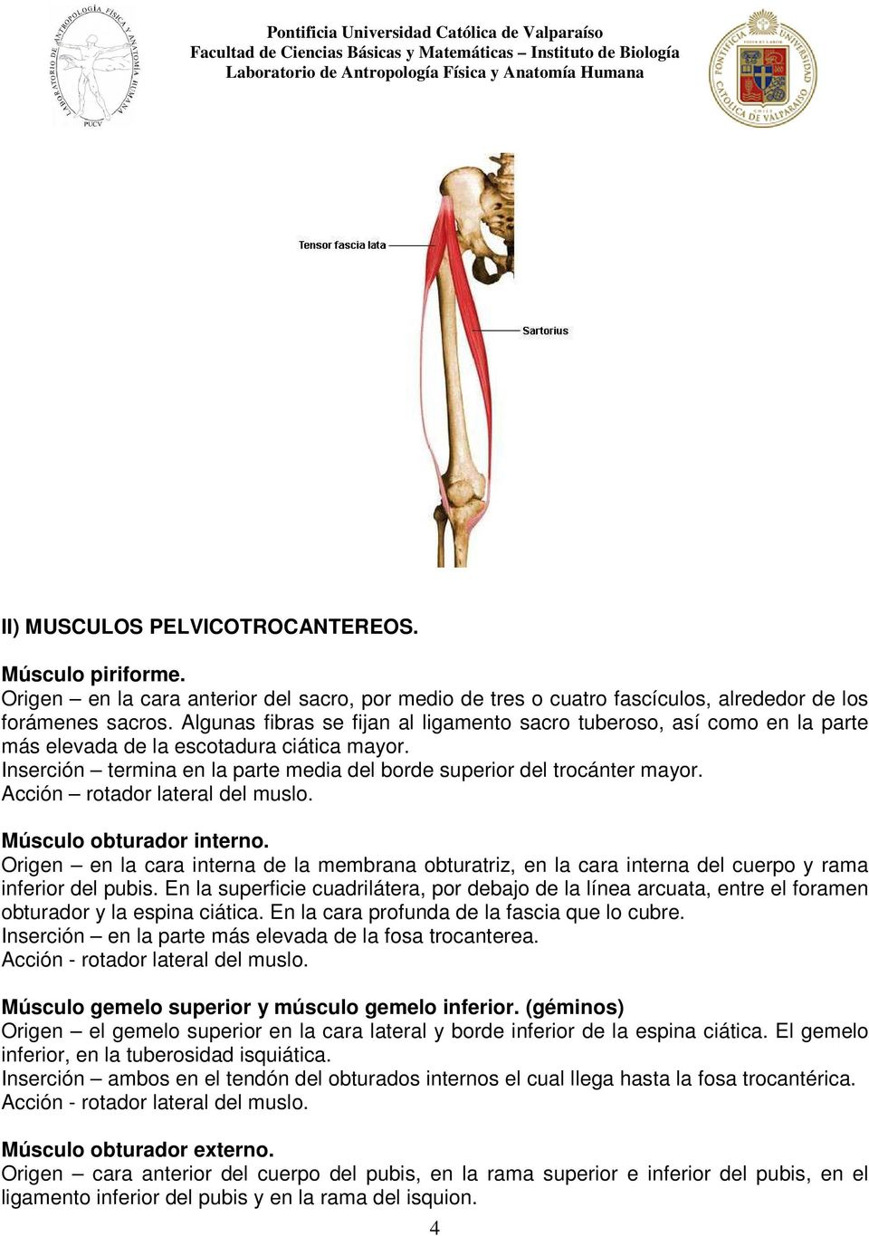 Acción rotador lateral del muslo. Músculo obturador interno. Origen en la cara interna de la membrana obturatriz, en la cara interna del cuerpo y rama inferior del pubis.