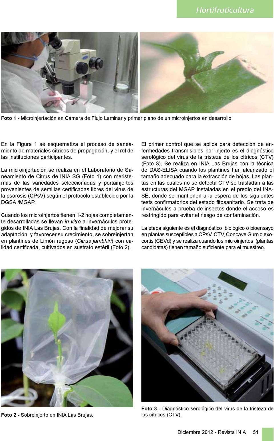 La microinjertación se realiza en el Laboratorio de Saneamiento de Citrus de INIA SG (Foto 1) con meristemas de las variedades seleccionadas y portainjertos provenientes de semillas certificadas
