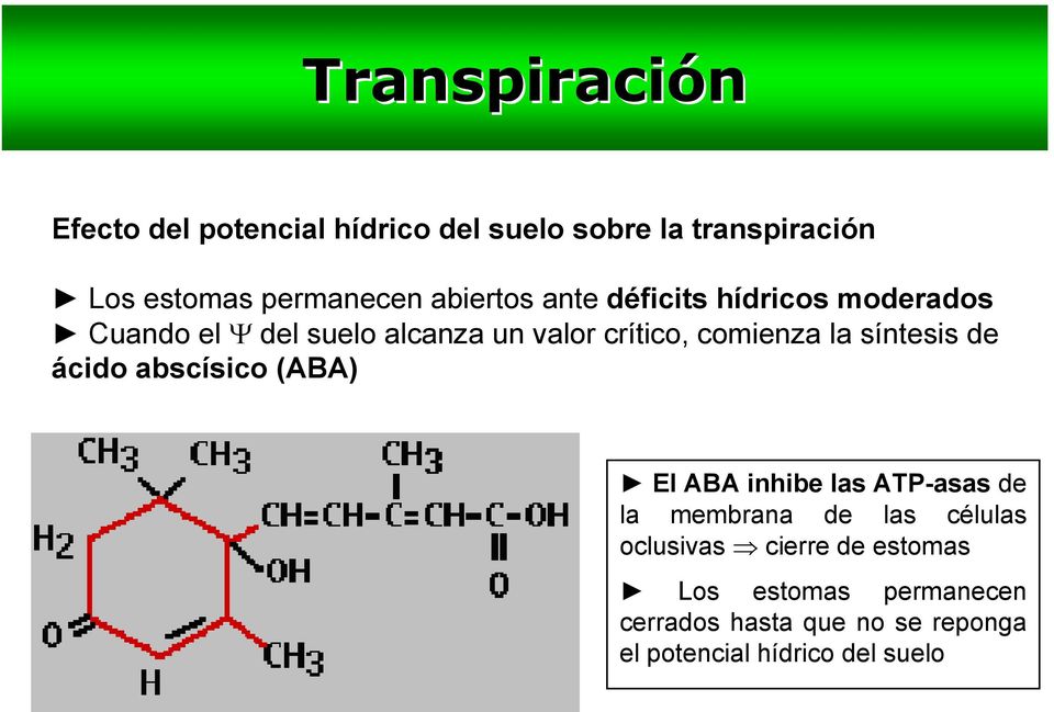 síntesis de ácido abscísico (ABA) El ABA inhibe las ATP-asas de la membrana de las células