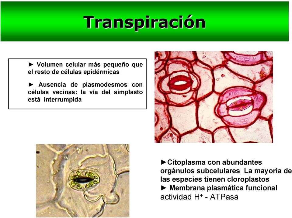 interrumpida Citoplasma con abundantes orgánulos subcelulares La mayoría