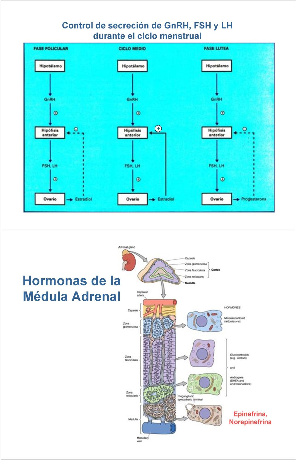 menstrual + Hormonas de la