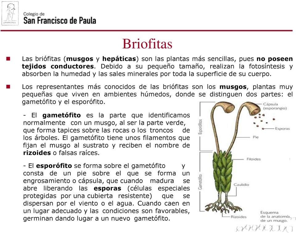 Los representantes más conocidos de las briófitas son los musgos, plantas muy pequeñas que viven en ambientes húmedos, donde se distinguen dos partes: el gametófito y el esporófito.