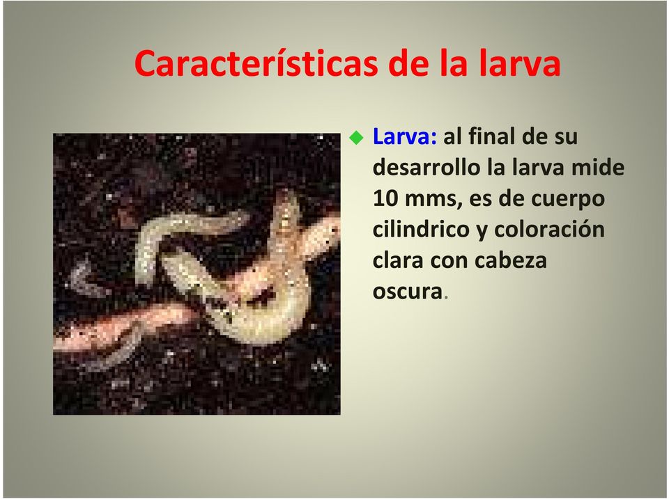 larva mide 10 mms, es de cuerpo
