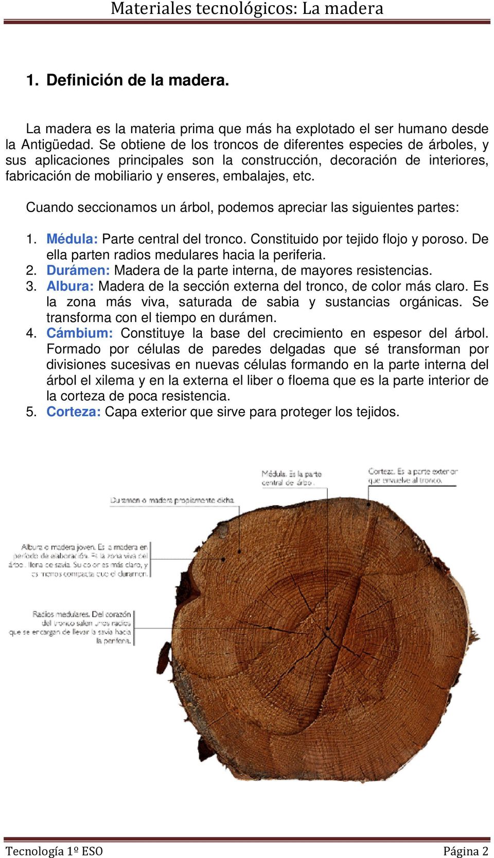 Cuando seccionamos un árbol, podemos apreciar las siguientes partes: 1. Médula: Parte central del tronco. Constituido por tejido flojo y poroso. De ella parten radios medulares hacia la periferia. 2.