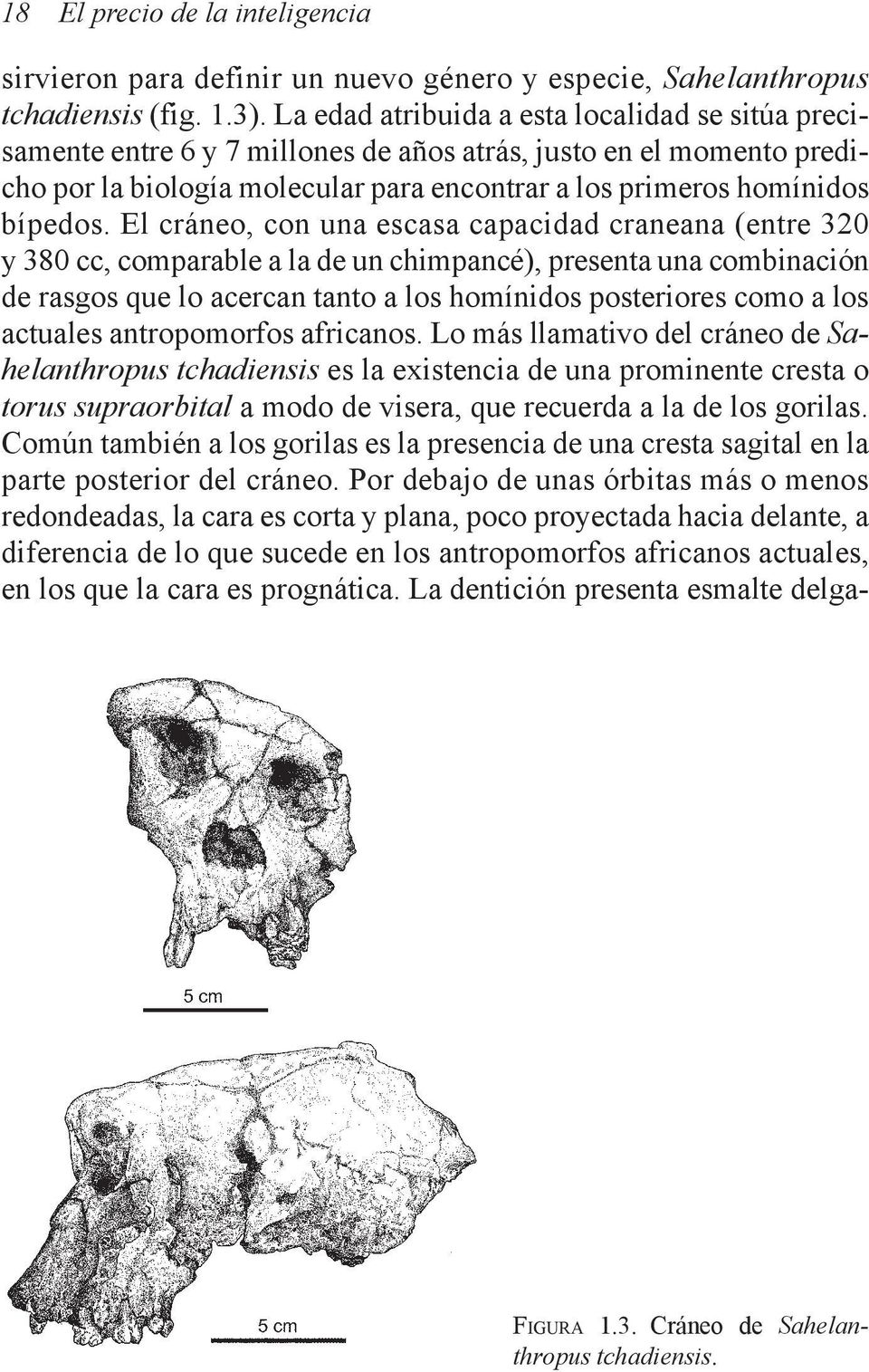 El cráneo, con una escasa capacidad craneana (entre 320 y 380 cc, comparable a la de un chimpancé), presenta una combinación de rasgos que lo acercan tanto a los homínidos posteriores como a los