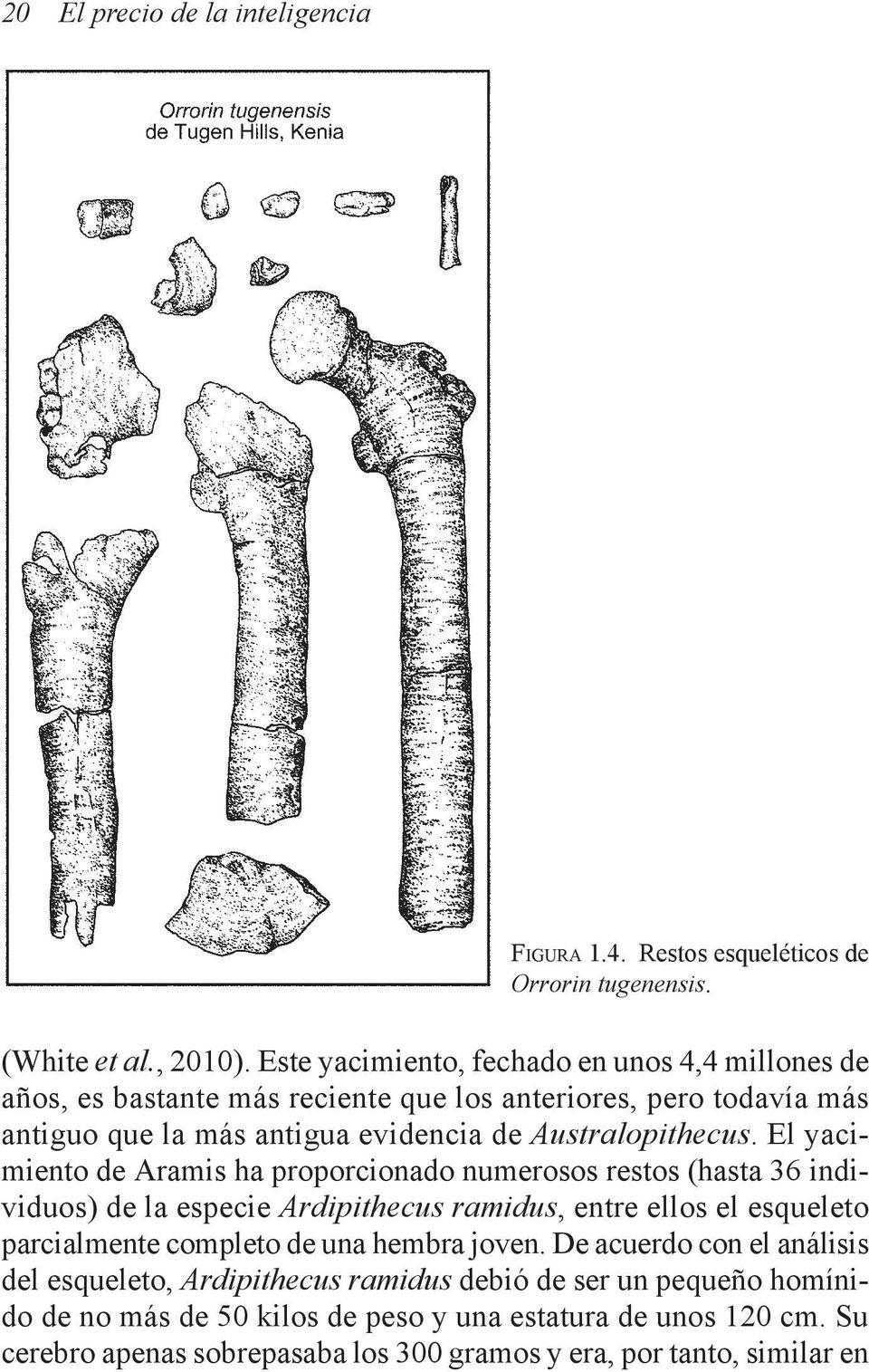 El yacimiento de Aramis ha proporcionado numerosos restos (hasta 36 individuos) de la especie Ardipithecus ramidus, entre ellos el esqueleto parcialmente completo de una