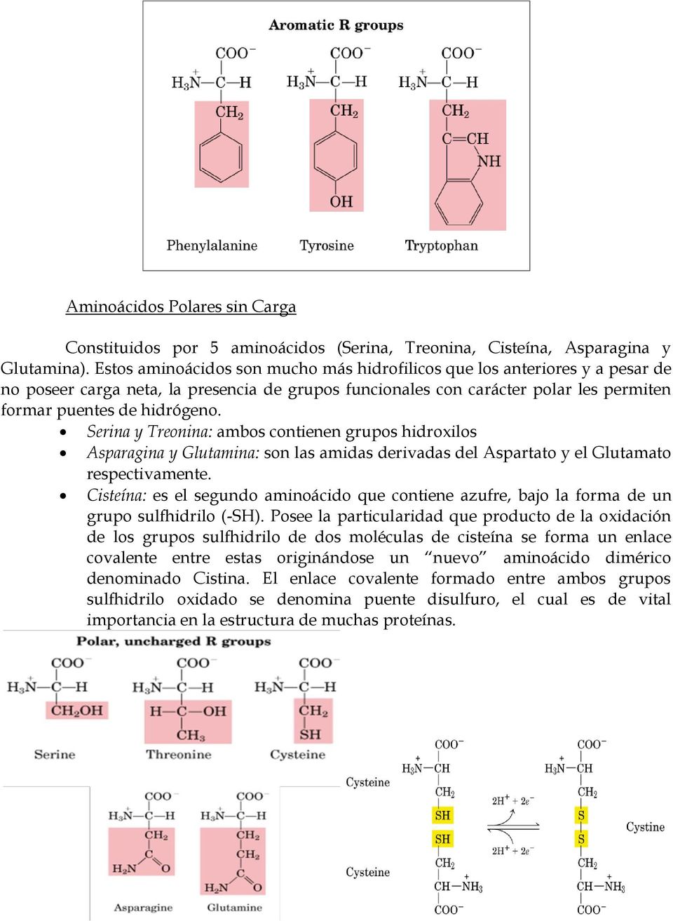 Serina y Treonina: ambos contienen grupos hidroxilos Asparagina y Glutamina: son las amidas derivadas del Aspartato y el Glutamato respectivamente.