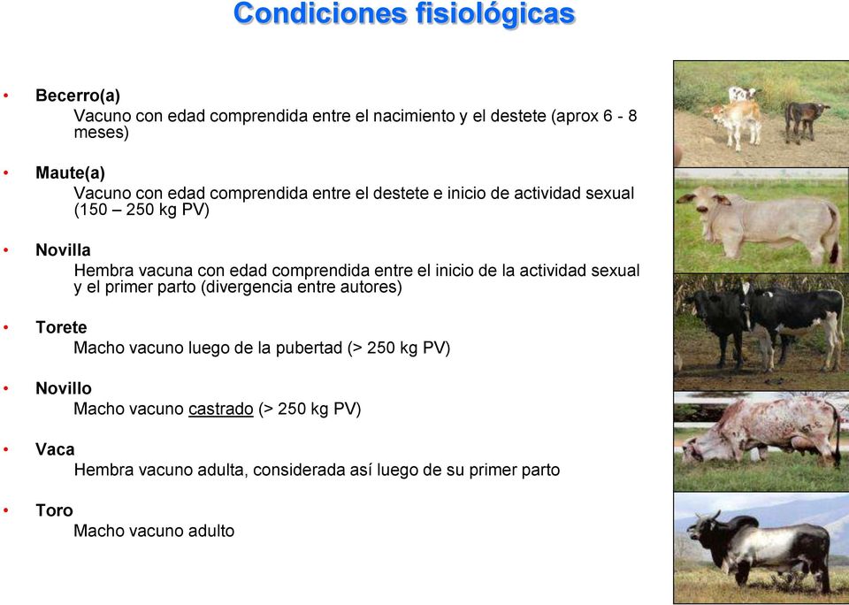el inicio de la actividad sexual y el primer parto (divergencia entre autores) Torete Macho vacuno luego de la pubertad (> 250 kg PV)