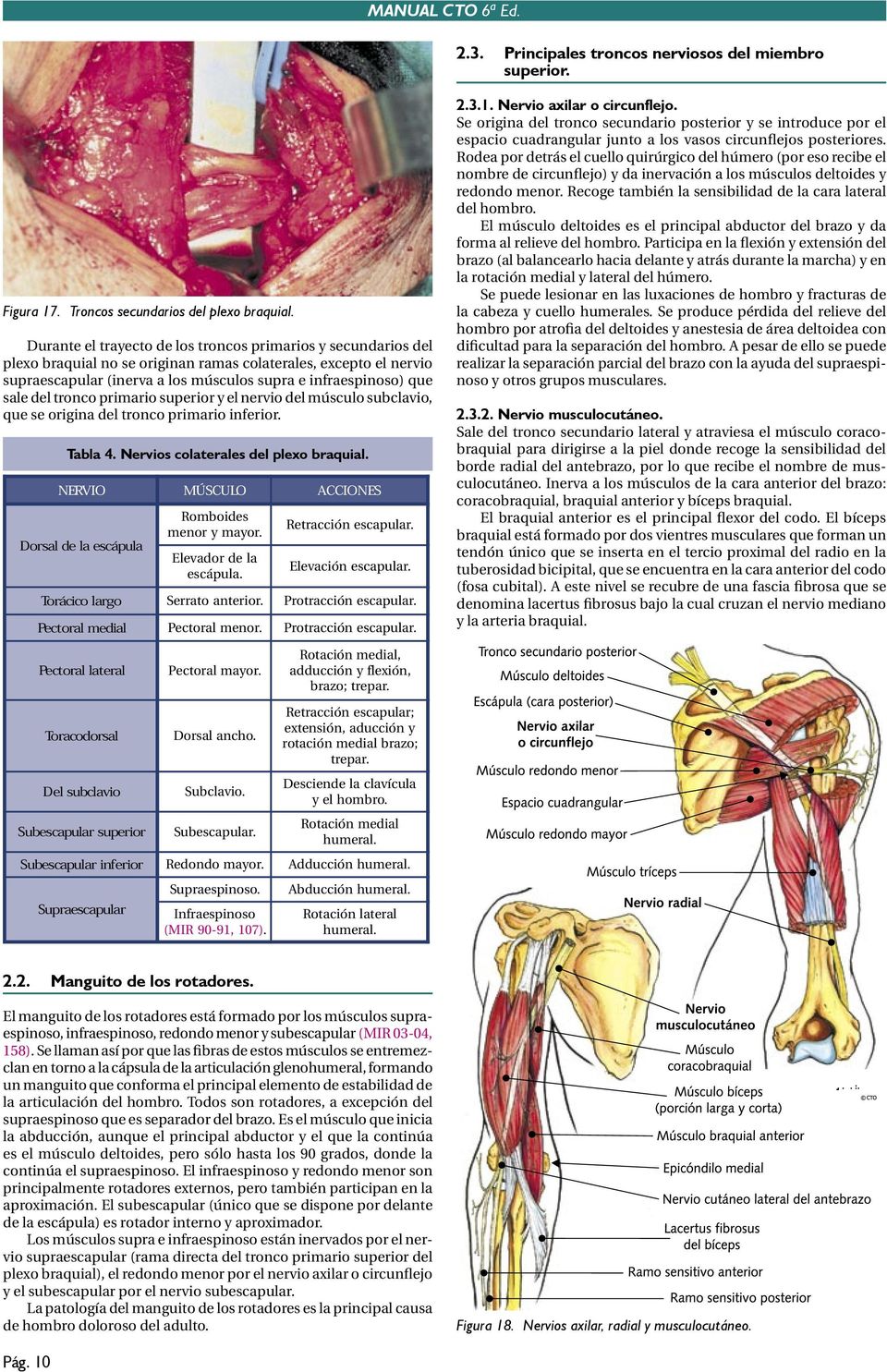 del tronco primario superior y el nervio del músculo subclavio, que se origina del tronco primario inferior. Tabla 4. Nervios colaterales del plexo braquial.