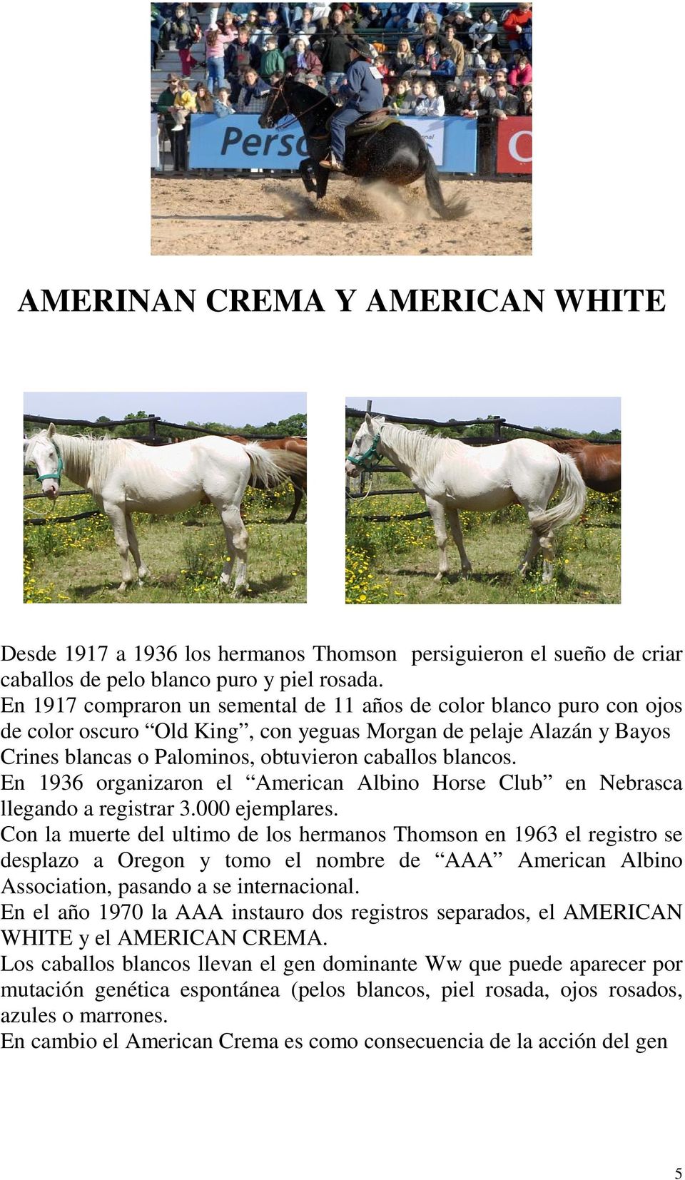 En 1936 organizaron el American Albino Horse Club en Nebrasca llegando a registrar 3.000 ejemplares.
