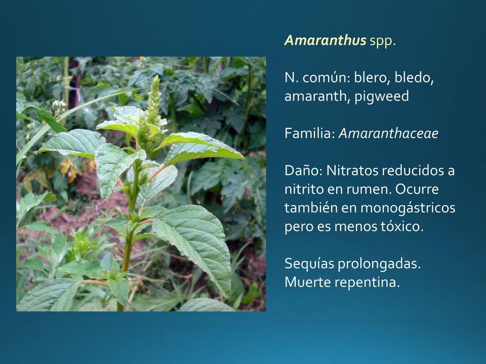 Amaranthaceae Daño: Nitratos reducidos a nitrito en
