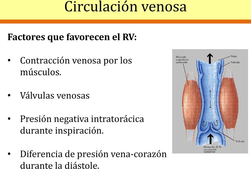 Válvulas venosas Presión negativa intratorácica